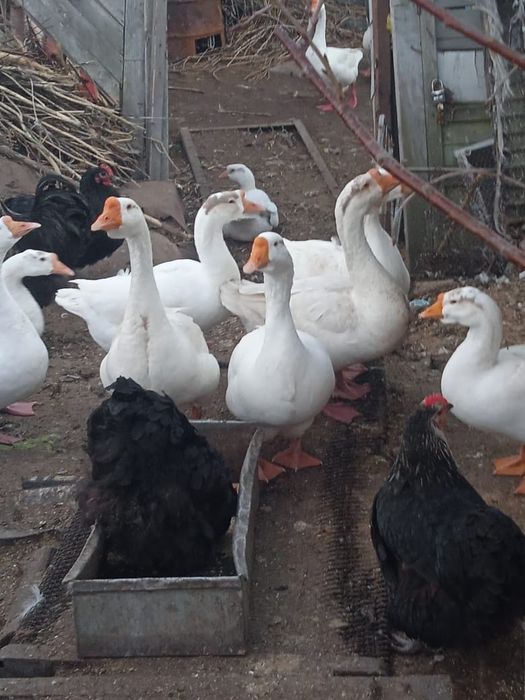 Яйца гусиные инкубационные