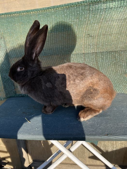 Femela Fluture German Havana