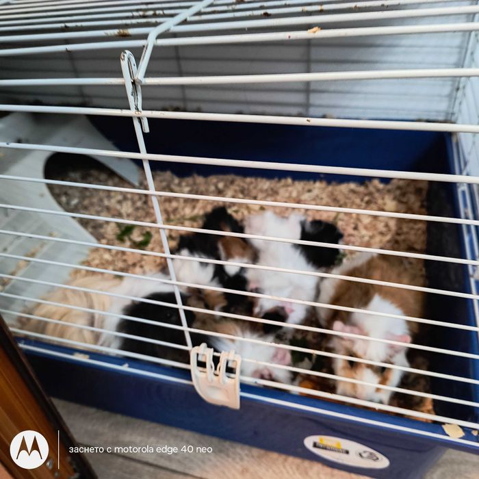 Подарявам морски свинчета