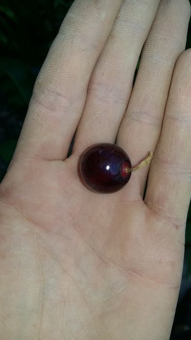 Смородина сортовая "Черная жемчужина".