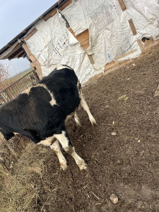 Tăuraș de vânzare