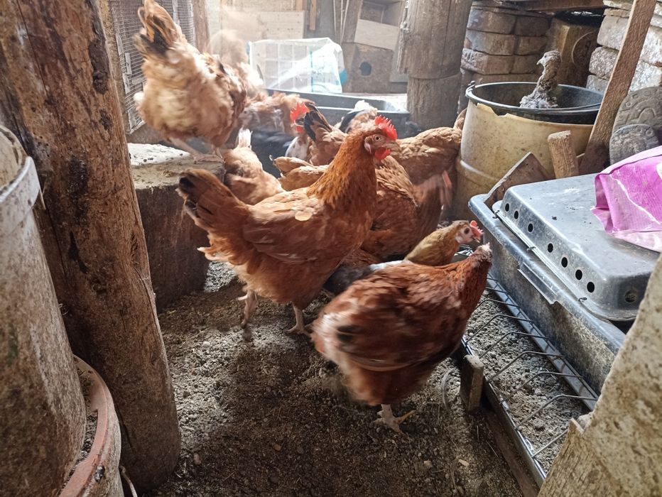 Vînd găinușe Pitice la 45  lei bucata .