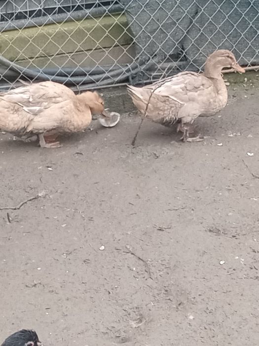 Rate roien de vinzare