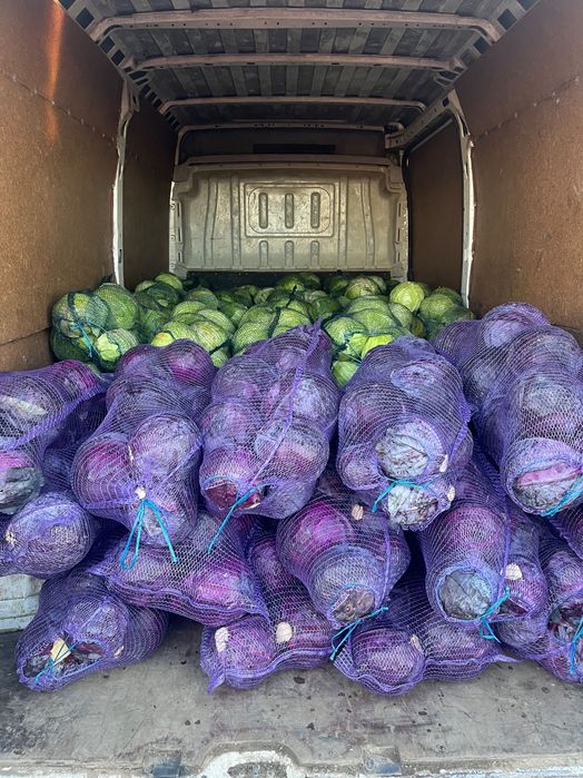 Varza bucharest , kilaherb , victoria