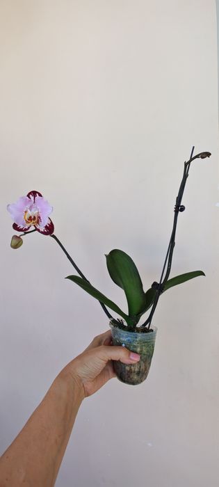 Продам Phal. bleak piano
