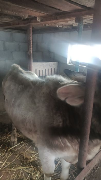 Продам быка цена договорная