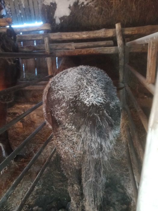 Продам тай с откорма