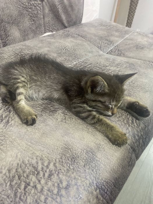 Отдам котенка в хорошие руки