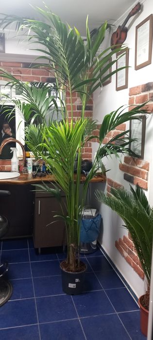 Palmier Kentia Areka .plante verzi exotice  birou