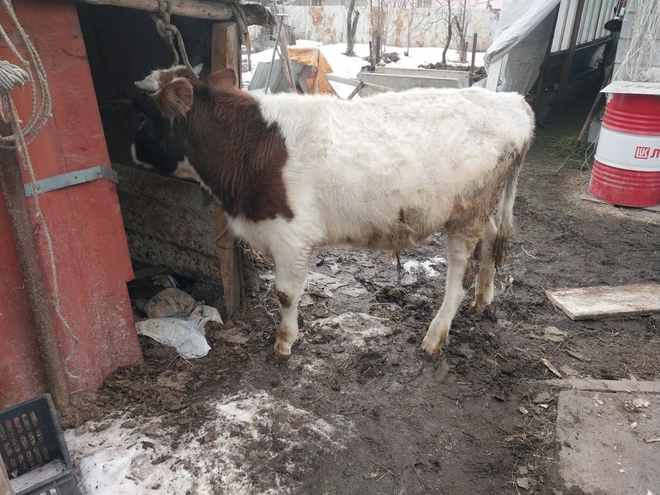 Продам быка возраст год