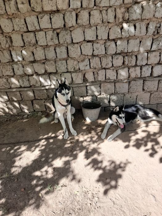 Продаётся хаски.