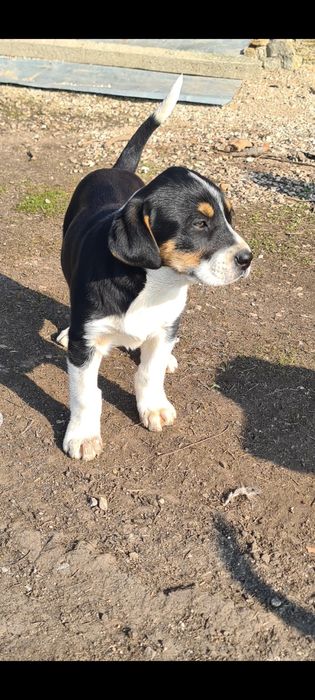 ПОДАРЯВАМЕ Малко кученце