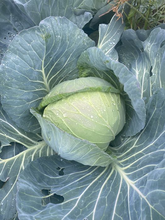 Зеле Чиърс 0.60ст  за количество