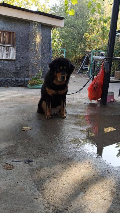 Ищем мальчика тибетского мастифа