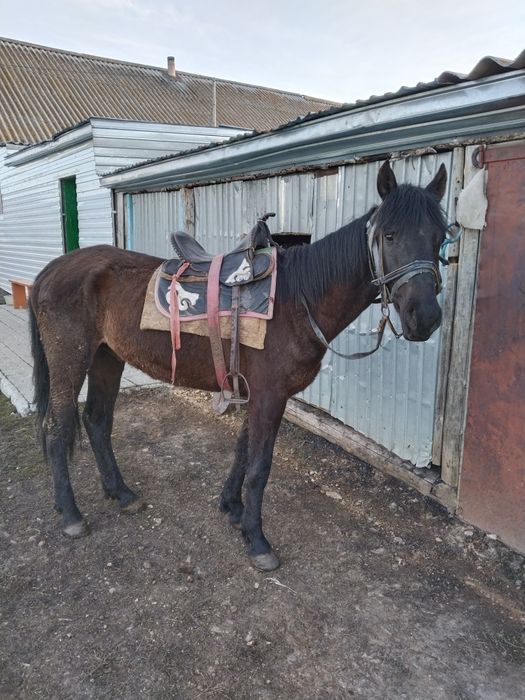 Лошадь верховой.