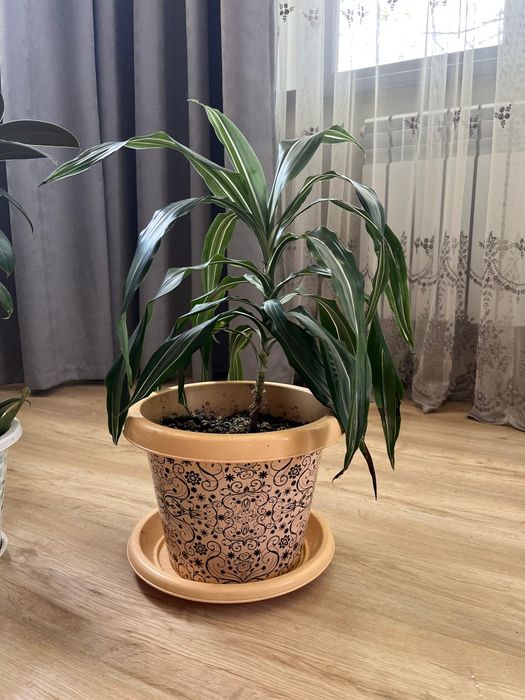 Домашние цветы для вашего дома