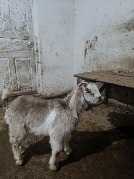 Козлик камори битал продаеться