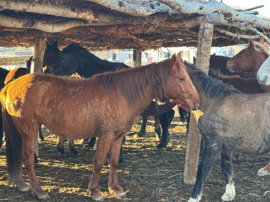 Буаз байталдар сатылады