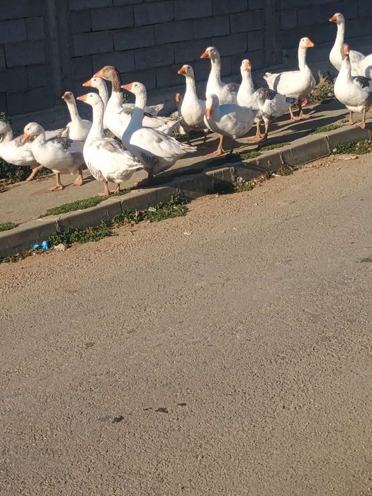 Vând gâște preț de la 150 lei