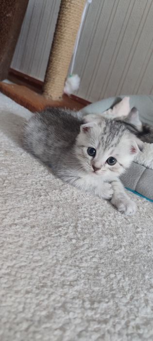 Продам британскиого котенка