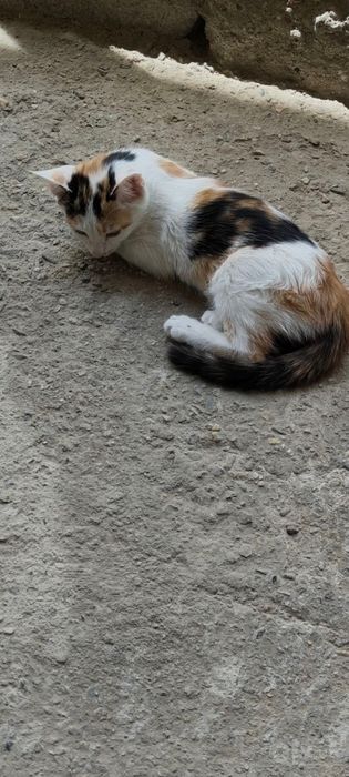 Котята 4 месяца бесплатно