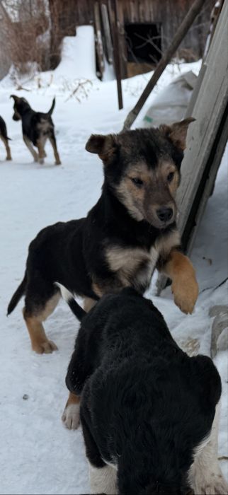 Отдам мальчишек в добрые руки