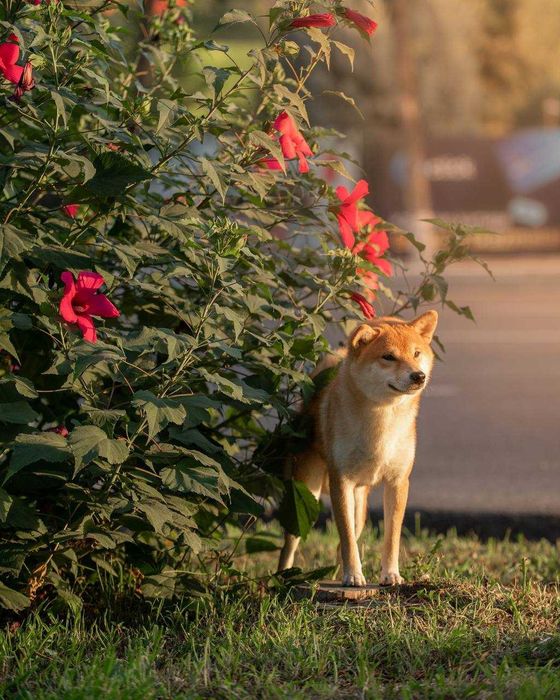 Кобель сиба-ину на вязку