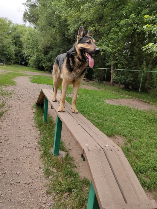 Кобель ВЕО вязка развязанный овчарка