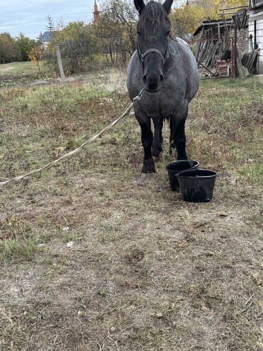 Manza de 3 ani de vanzare.