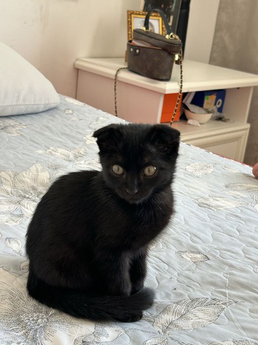 Продам котёнка Мальчик, 2 месяца.