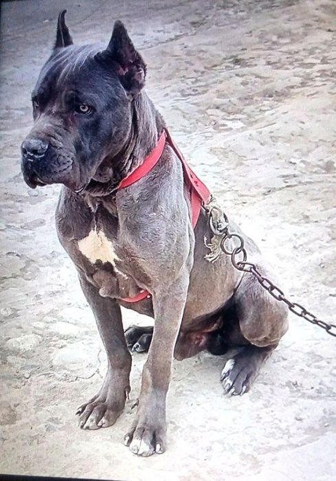 Kuchuk 8 oylik kanikursi quqonda puli 200$ bulishi