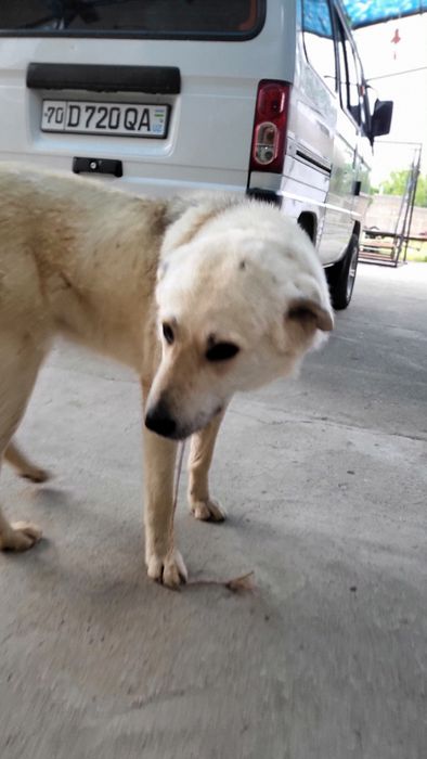 Oq kuchuk alabay it uy iti