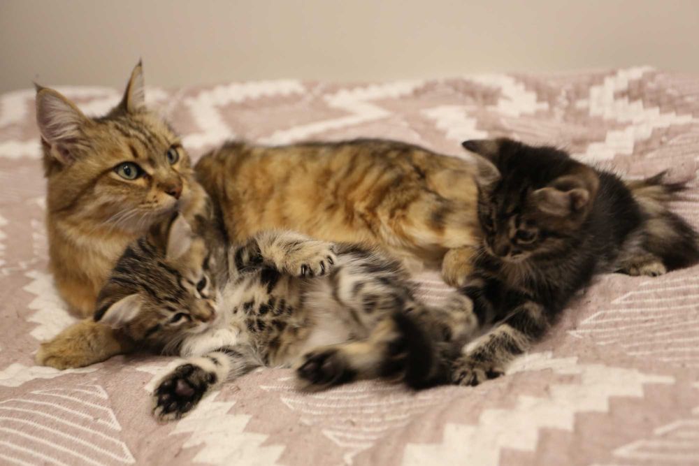 Котята 1.5 месяца.