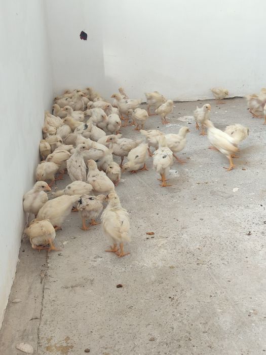 Жужа сотилади 40кунлик сотувда хаммаси товук