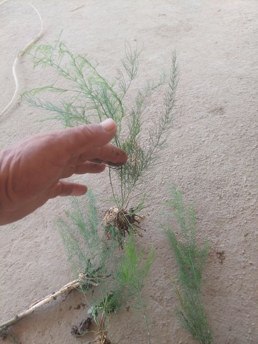 Продаю рассаду спаржи