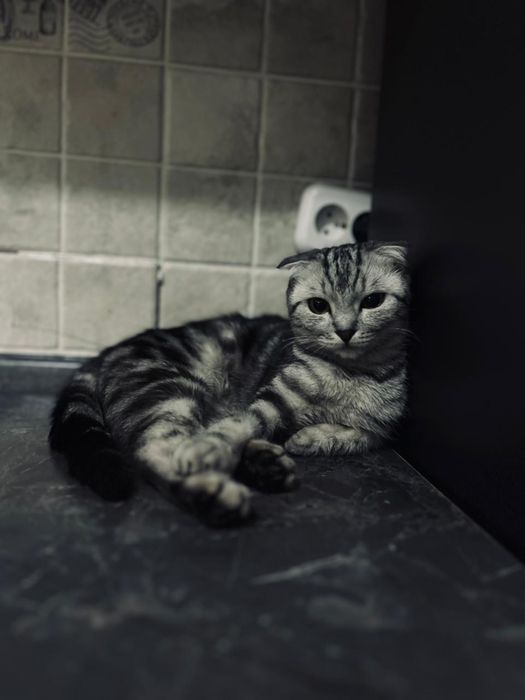 Кошка беслатно !!!