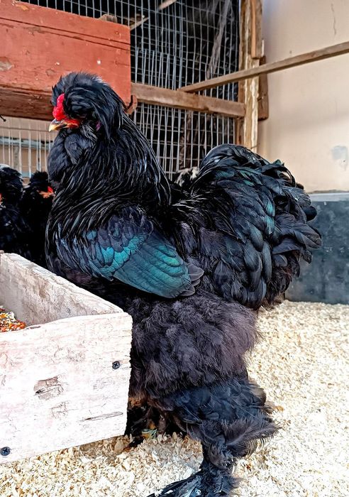 В продаже!
Цыплята породы Тройка Брама, 3-дневные.
Декоративная порода