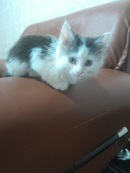 Отдам котёнка бесплатно