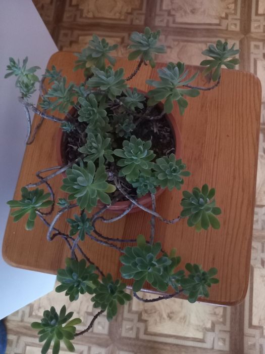 Продам комнатные цветы