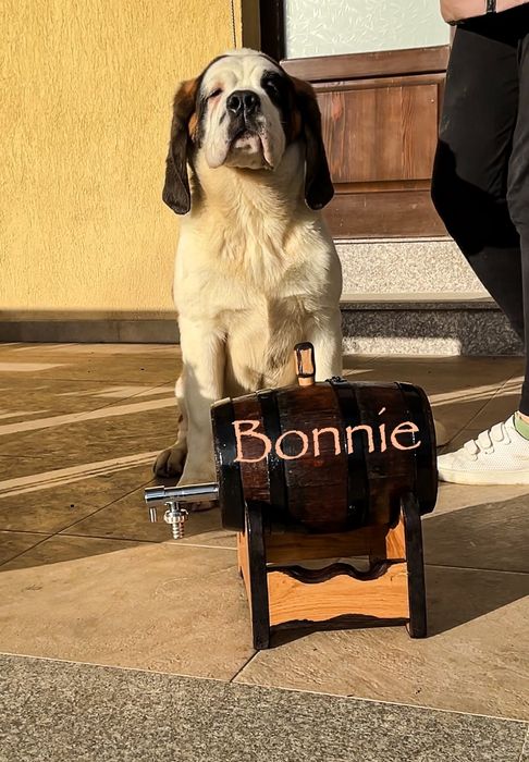 Femela Saint Bernard cu Pedigree