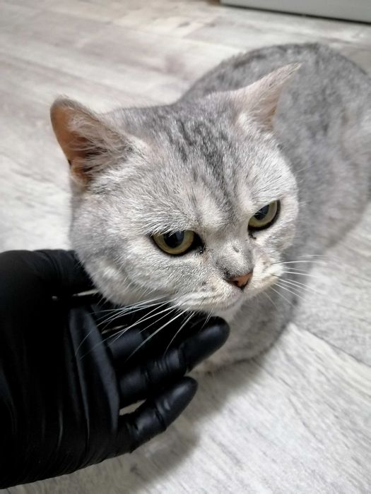 Кошечка ищет любящую семью