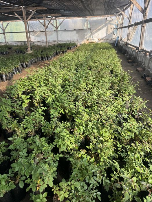 Саженцы Розы 9 видов