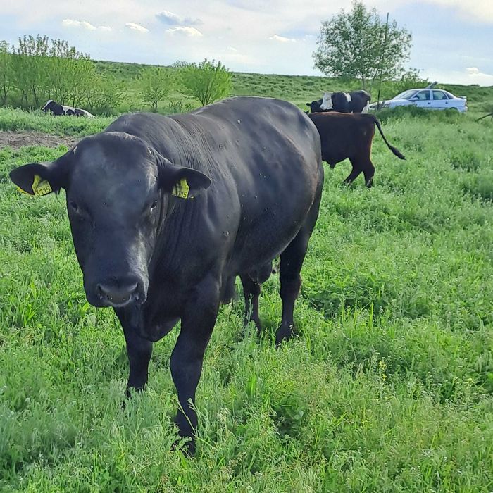 Tauri angus de vanzare