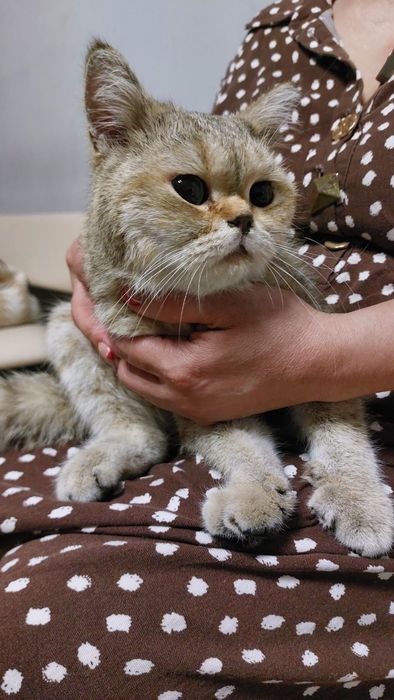 Ищет дом очаровательная кошечка!