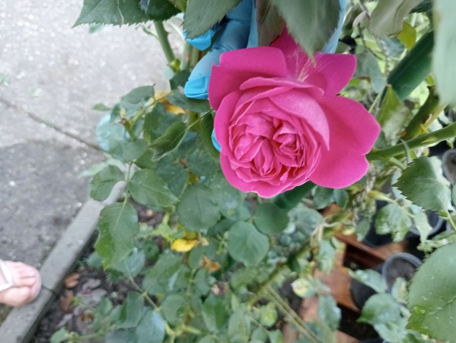 Trandafiri de dulceață Rose de Rescht