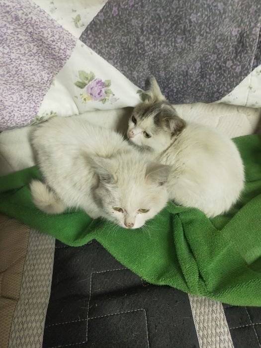Котята, в хорошие руки.