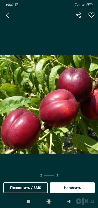 pingledi roziglof em 106  pulini bulip tulasa ham buladi 12 ta viloy