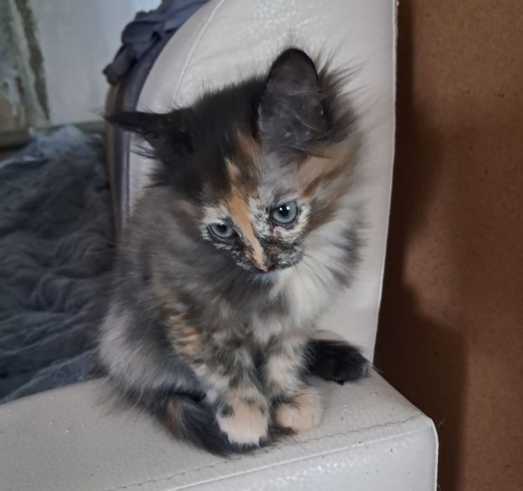 Кошечка бесплатно в добрые руки