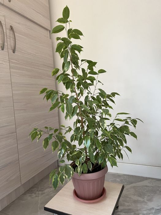 Фикус бенжамина