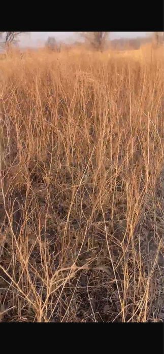 Сосна карагач саженцы